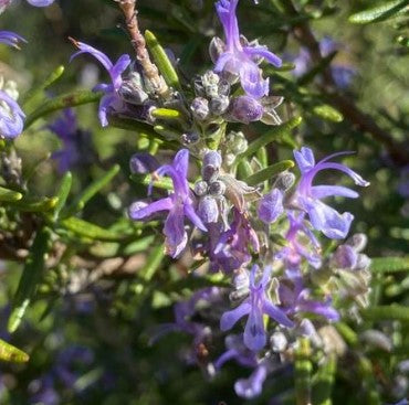 Rosemary 'BBQ' Herb