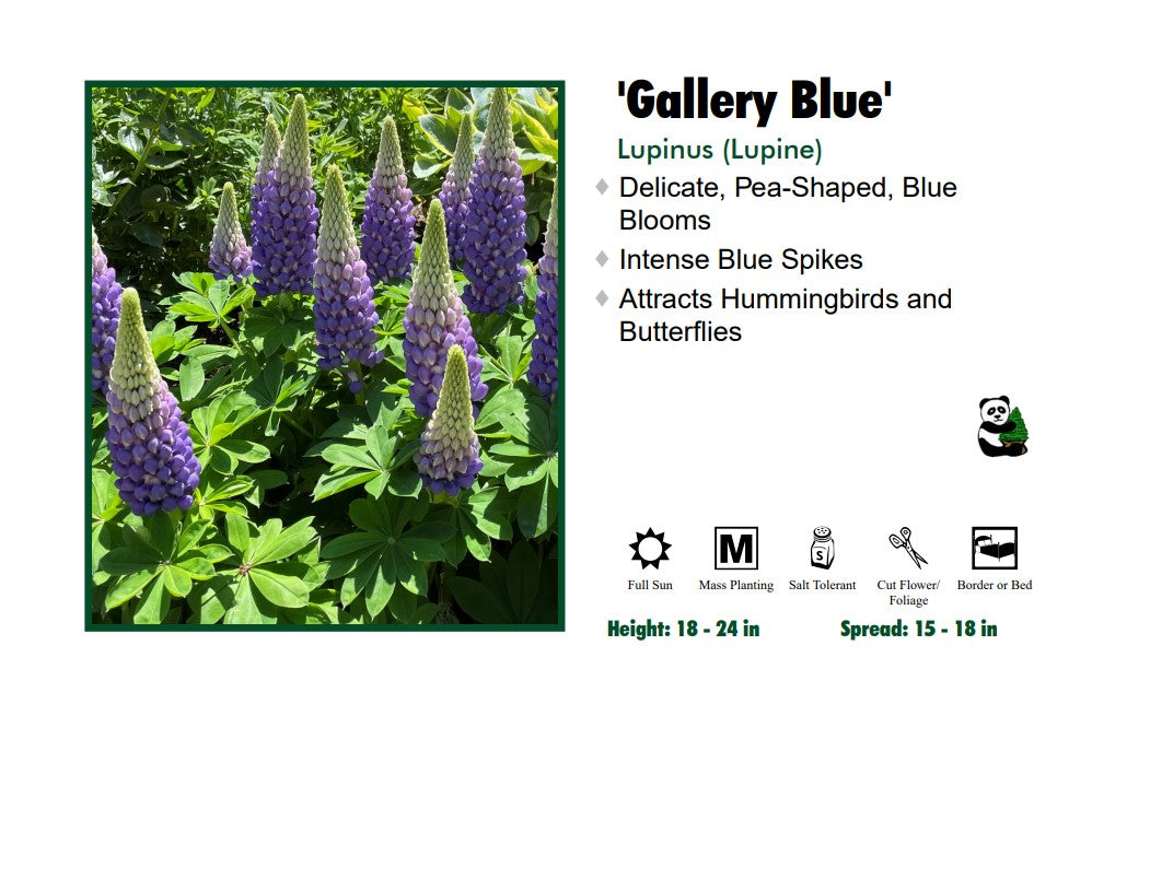 Lupinus Lupine