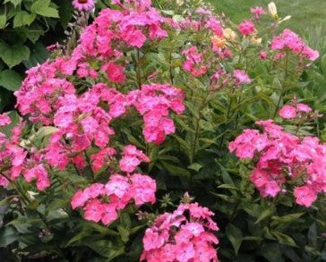 Phlox 'Watermelon' Tall Garden Phlox