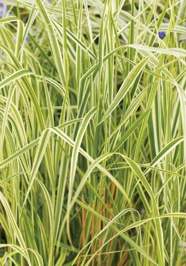 Reed Grass - Overdam