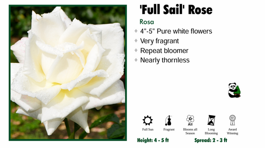 Rose - Full Sail