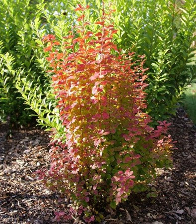 Barberry - Sunjoy Orange Pillar