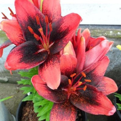 Lilium 'Tiny Shadow' Asiatic Lily