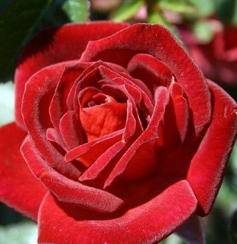 Rose - Coffee Bean