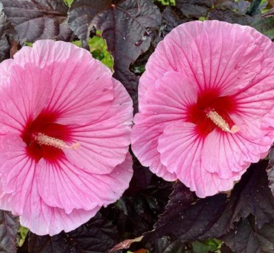 Hibiscus 'Edge of Night'