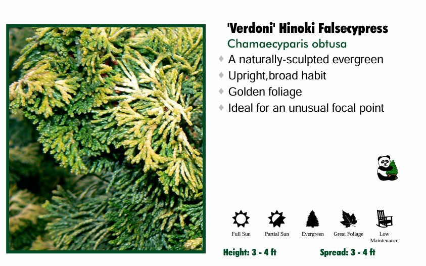 Hinoki Cypress - Verdoni