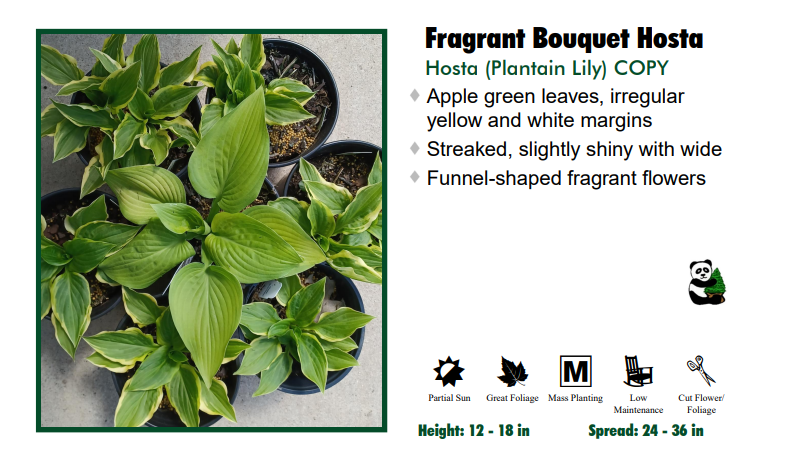 Hosta 'Fragrant Bouquet'