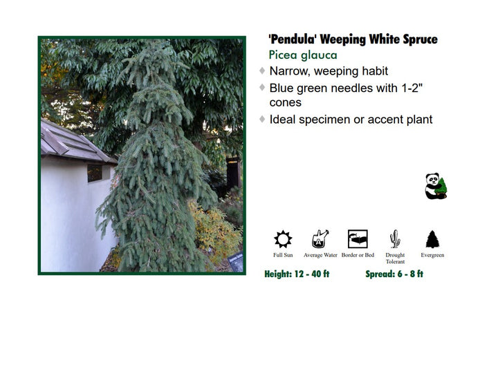 Spruce - Weeping White