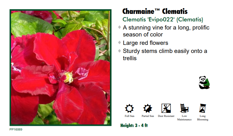 Clematis 'Charmaine'