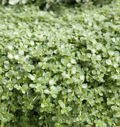 Thymus 'Elfin Creeping Thyme