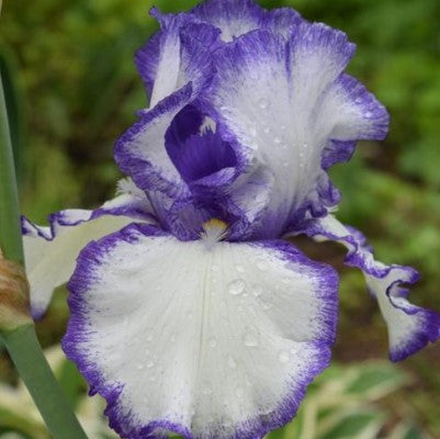 Iris 'Presby's Crown Jewel'