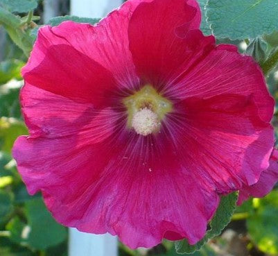 Alcea ‘Las Vegas Mix’ Hollyhock
