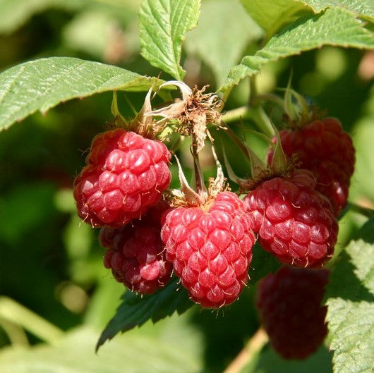 Raspberry - Meeker