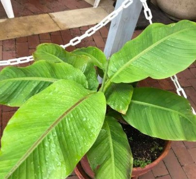 Musa 'Truly Tiny' Banana