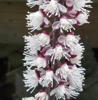 Cimicifuga 'Pink Spike' Bugbane
