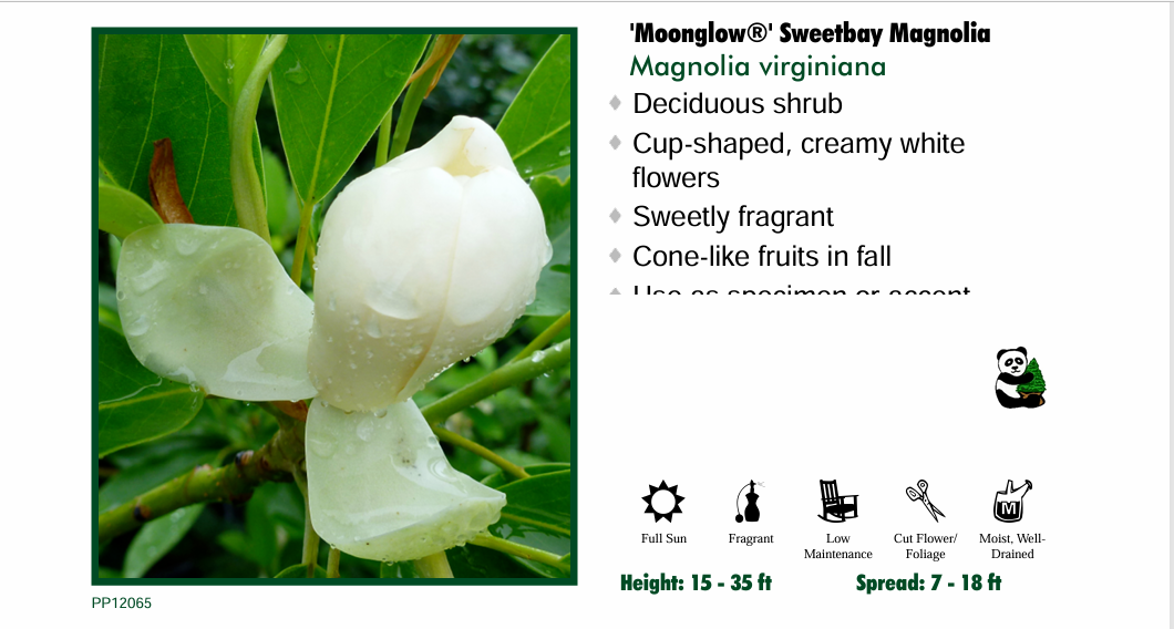Magnolia - Moonglow Sweetbay Tree Form