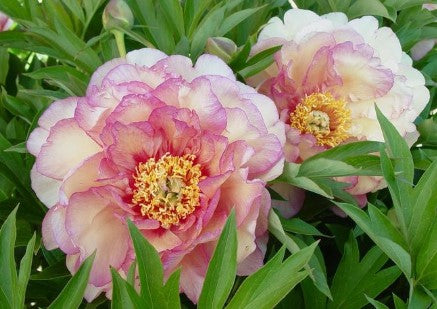 Itoh Peony ‘Simply Scrumptious'