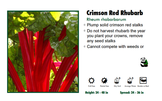 Rhubarb ‘Crimson Red’