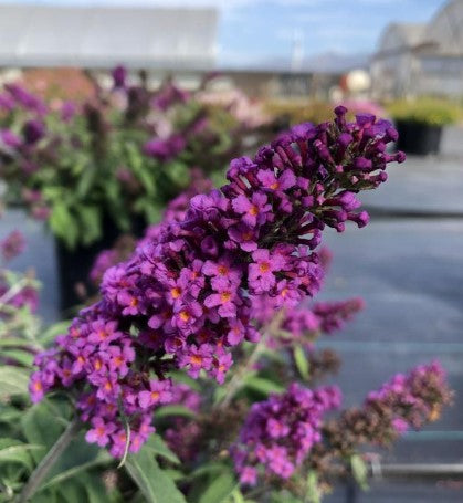 Butterfly Bush - Buzz Purple