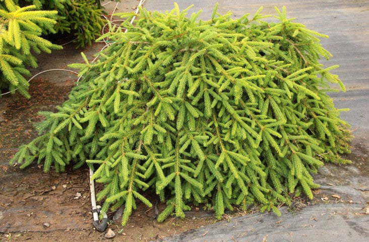 Norway Spruce - Farnaburg Weeping
