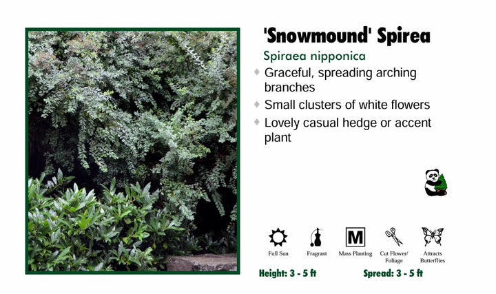 Spirea - Snowmound
