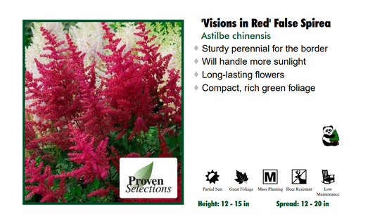Astilbe 'Visions in Red' False Spirea
