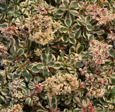 Sedum 'What a Doozie' Stonecrop
