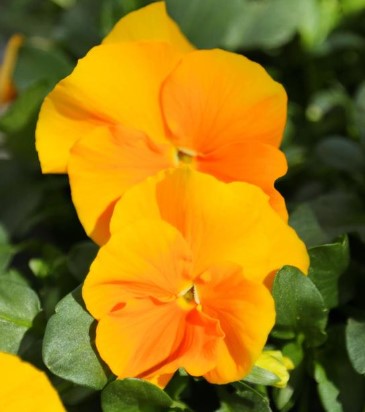 Viola cornuta 'Halo Golden Yellow' Viola