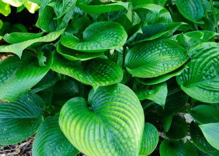 Hosta - Blue Hawaii