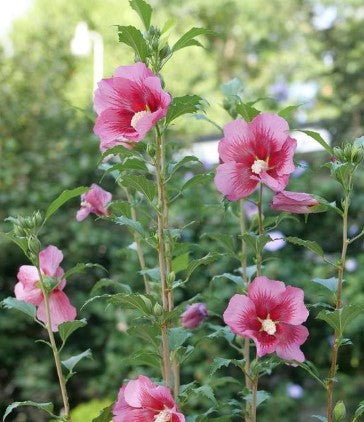Rose of Sharon - Red Pillar