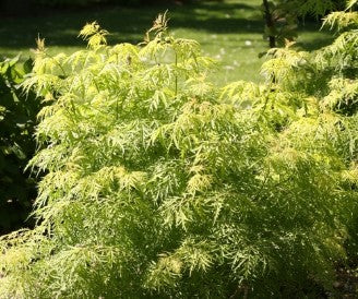 Elderberry - Lemony Lace