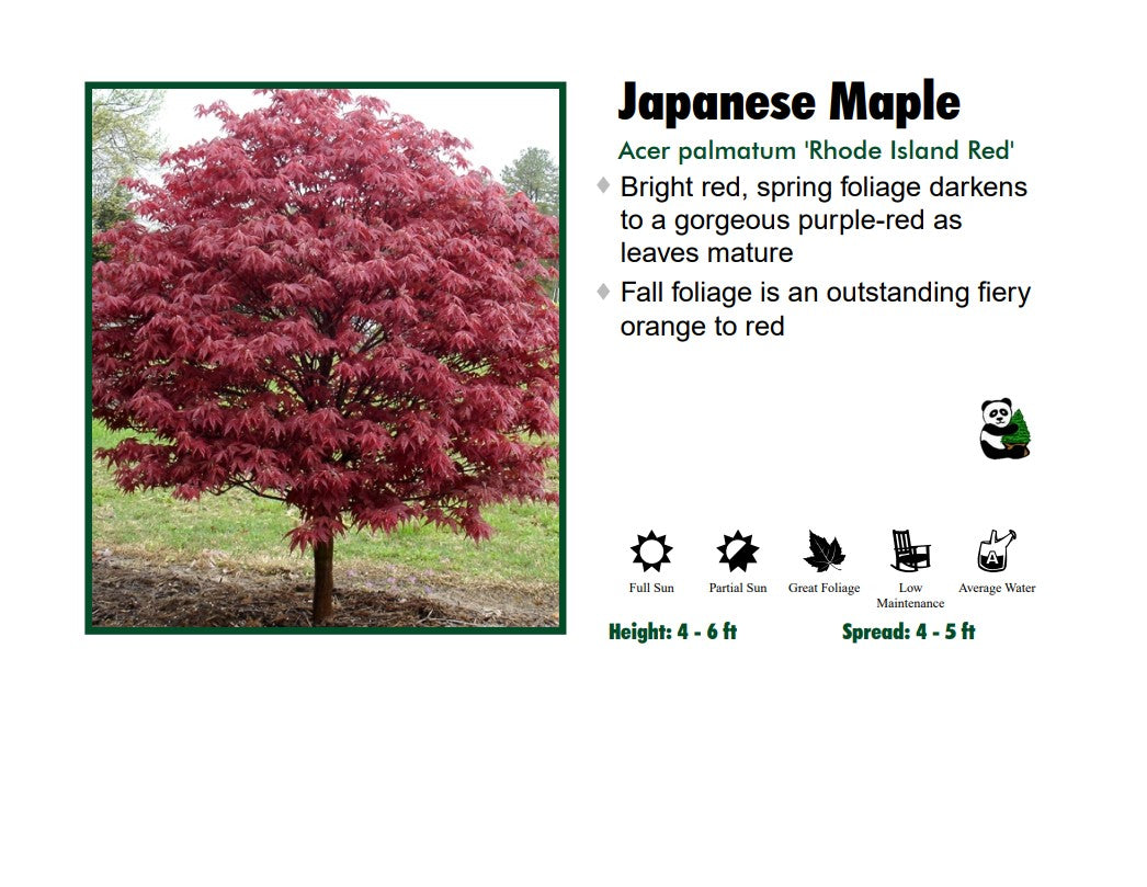 Japanese Maple - Rhode Island Red