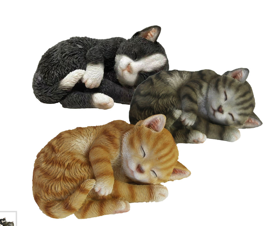 Sleeping Kitten