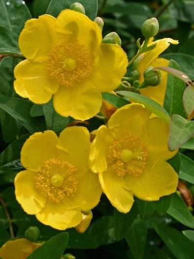 Hypericum 'Hidcote Gold Cup' St. Johnswort