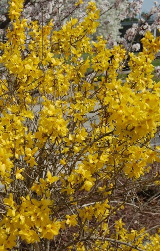 Forsythia - Lynwood Gold