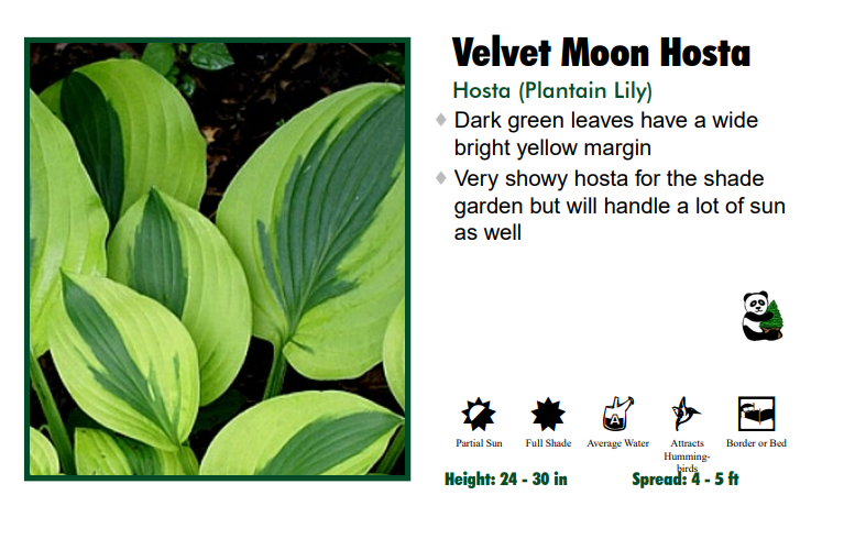 Hosta 'Velvet Moon'