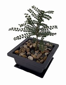 Elm - Seiju Dwarf Chinese