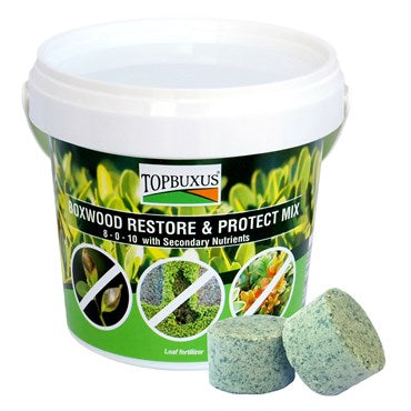Topbuxus® Boxwood Restore & Protect Mix