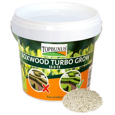 Topbuxus® Boxwood Turbo Grow