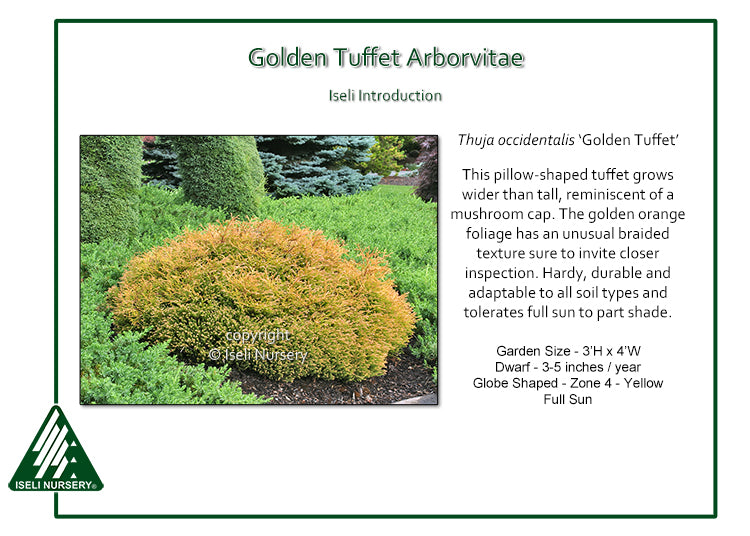 Arborvitae - Golden Tuffet