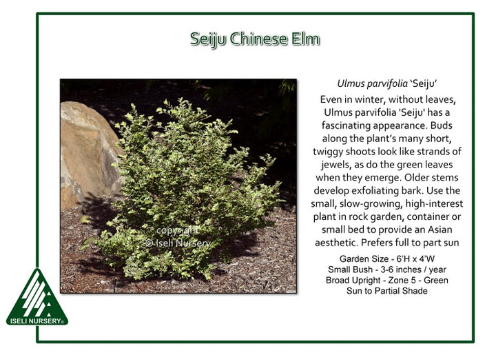Elm - Seiju Dwarf Chinese