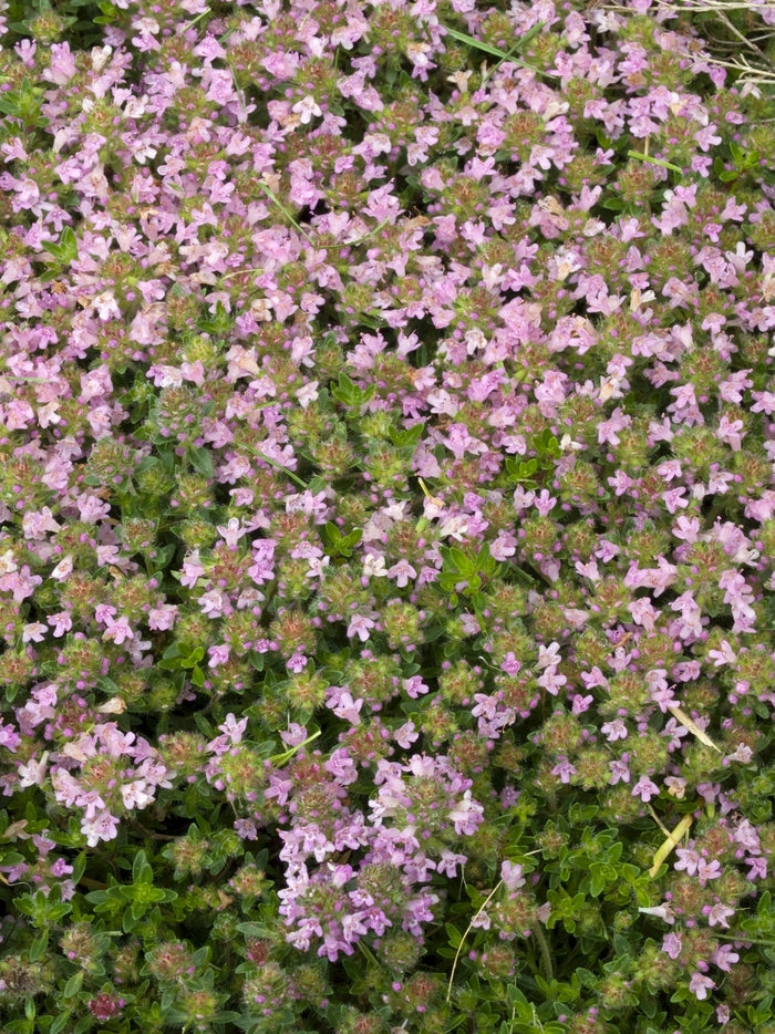 Thymus 'Magic Carpet' Creeping Thyme