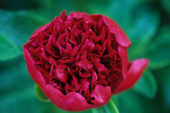 Peony - Red Charm