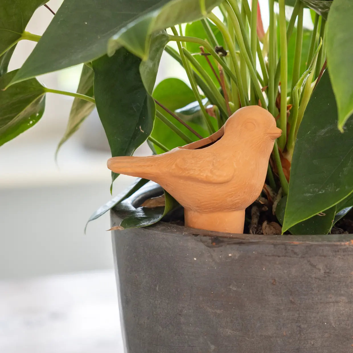 Bird Plant Waterer Terracotta
