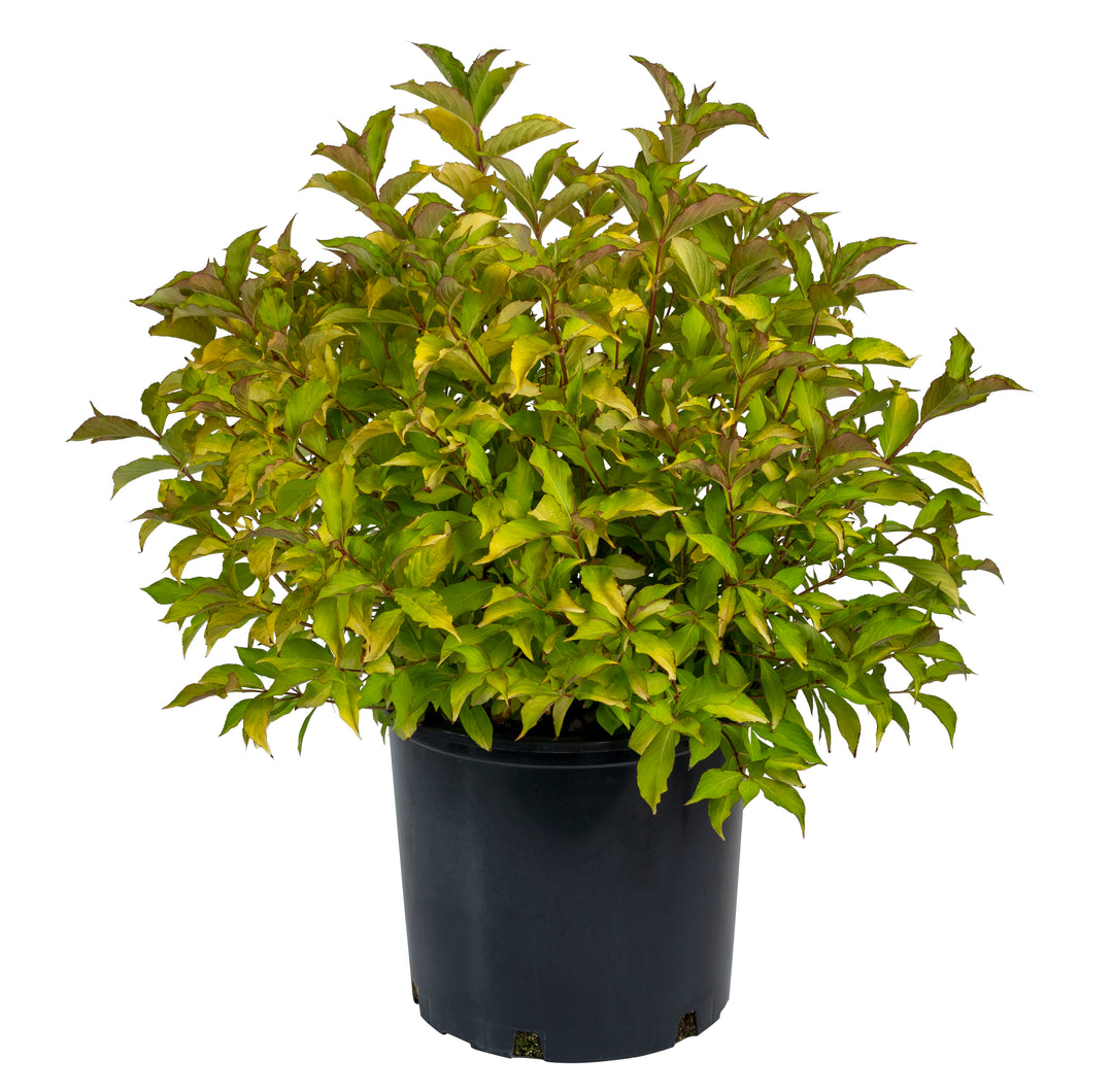 Weigela - Firebird