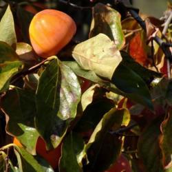 Persimmon Tree