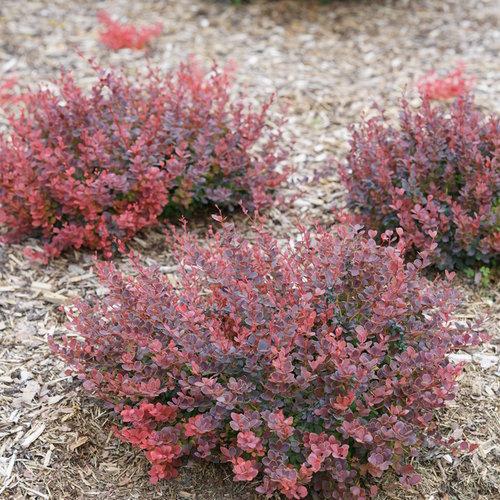 Barberry - Sunjoy Mini Maroon