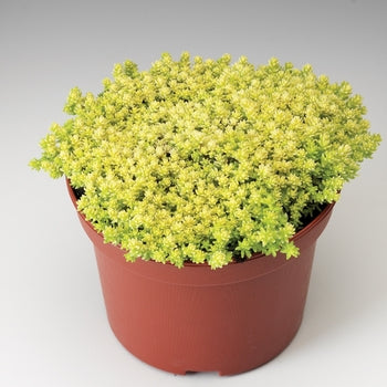 sedum golden moss succulent Sedum 'Acre' Stonecrop – Pandy's Garden Center