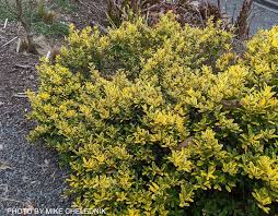 Japanese Holly - Adorned