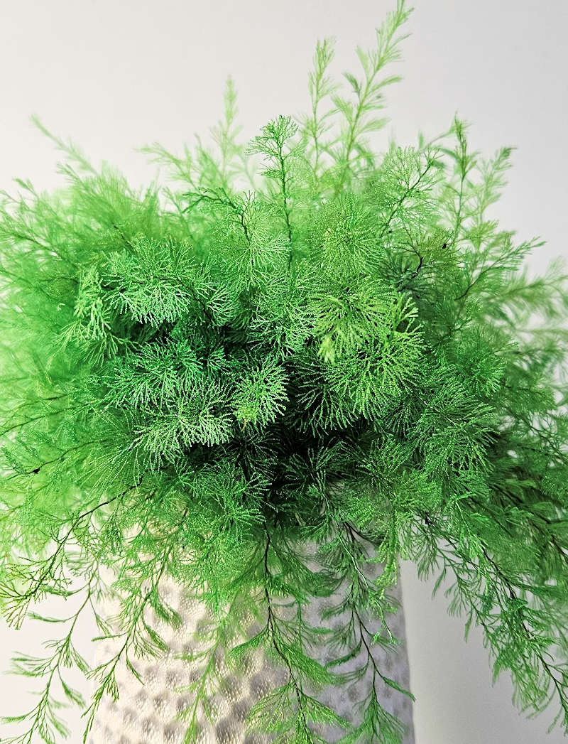 is an air fern a real plant Air Fern